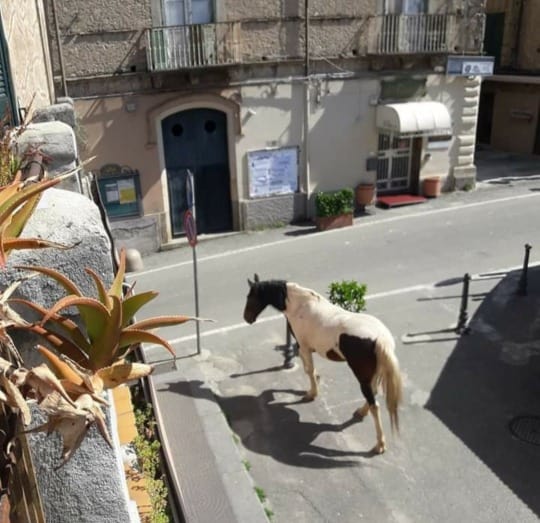 While people are quarantined, wild animals take to the streets