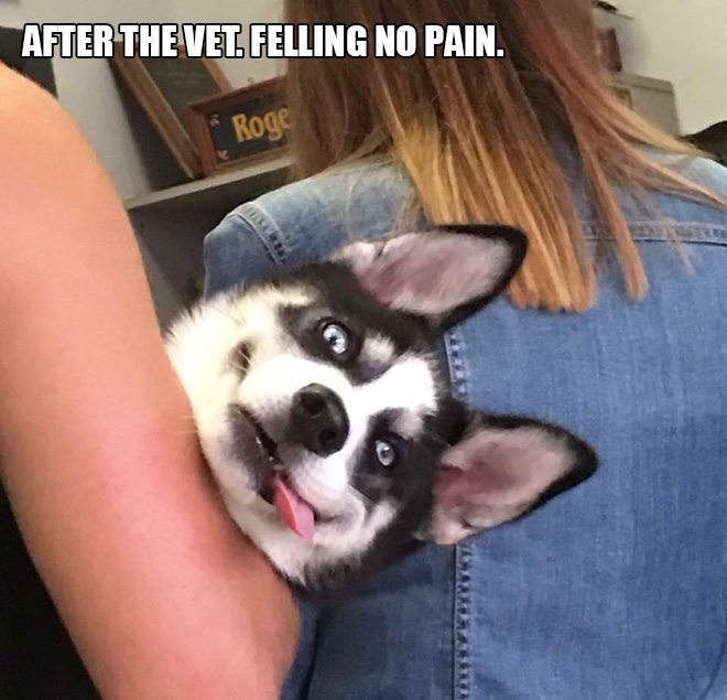 Pets Who Just Came Back From The Vet: Their Expressions Say It All