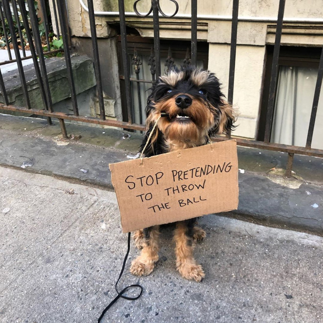 Funny Dog Protests Annoying Everyday Things