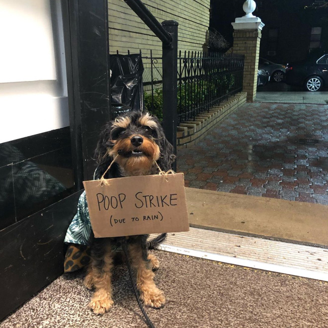 Funny Dog Protests Annoying Everyday Things