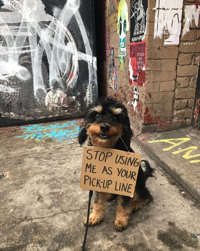 Funny Dog Protests Annoying Everyday Things