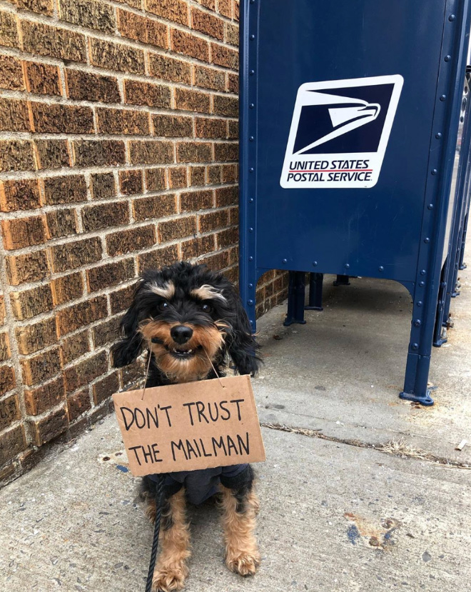 Funny Dog Protests Annoying Everyday Things