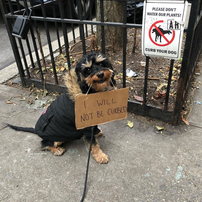 Funny Dog Protests Annoying Everyday Things