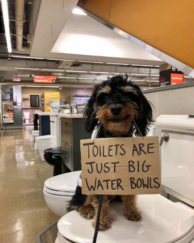 Funny Dog Protests Annoying Everyday Things