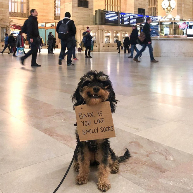 Funny Dog Protests Annoying Everyday Things