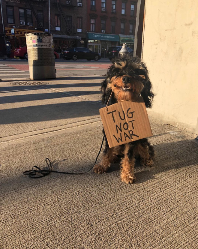 Funny Dog Protests Annoying Everyday Things