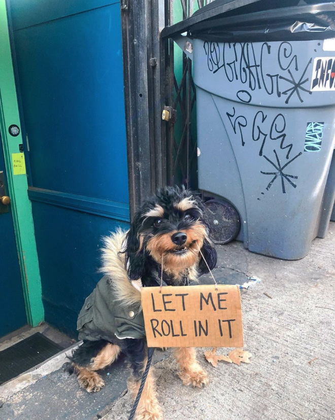 Funny Dog Protests Annoying Everyday Things