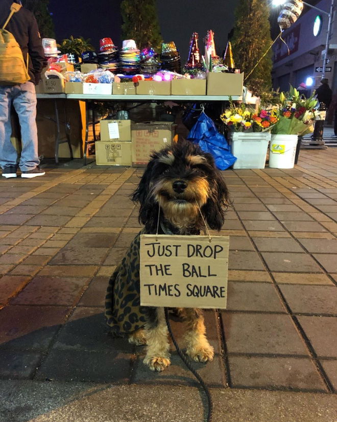 Funny Dog Protests Annoying Everyday Things