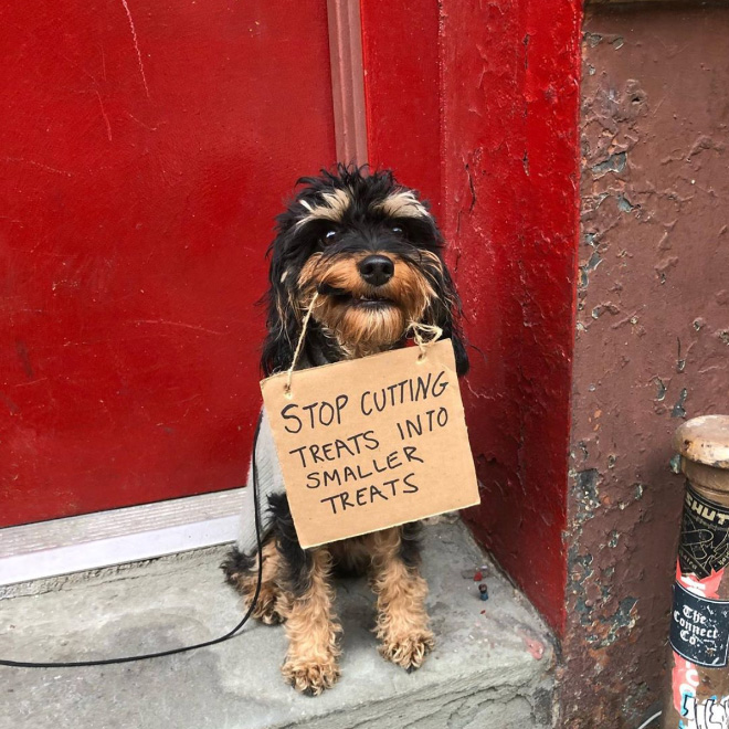 Funny Dog Protests Annoying Everyday Things