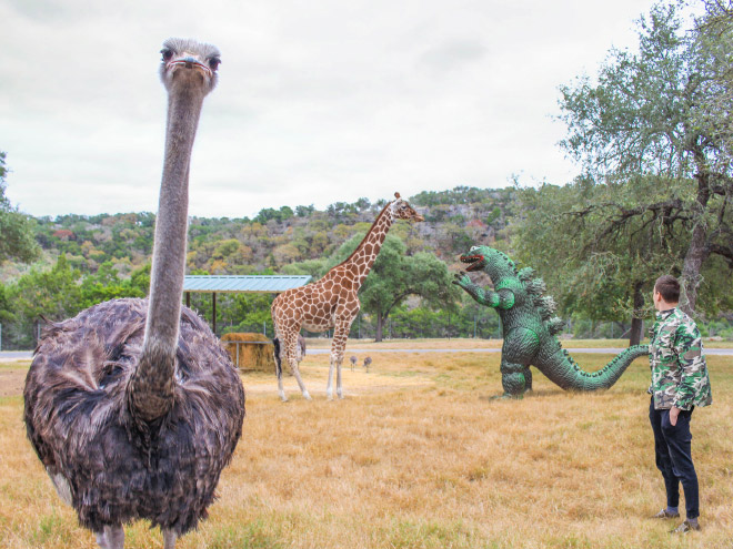 Enjoying Life With a Toy Godzilla! Traveling With A Special Friend…
