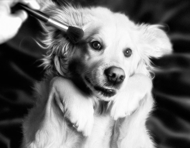 Maxdonna! Don’t Miss Madonna’s Inspired Iconic Photos With Photographer’s Dog