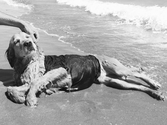 Maxdonna! Don’t Miss Madonna’s Inspired Iconic Photos With Photographer’s Dog