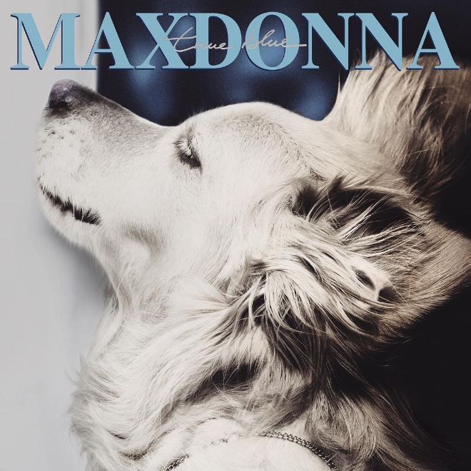 Maxdonna! Don’t Miss Madonna’s Inspired Iconic Photos With Photographer’s Dog