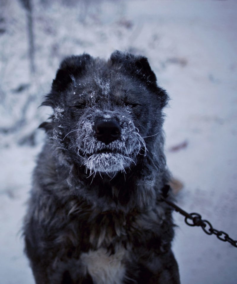 Surprising Cold Front: how they live in Oymyakon – one of the coldest inhabited places on Earth…