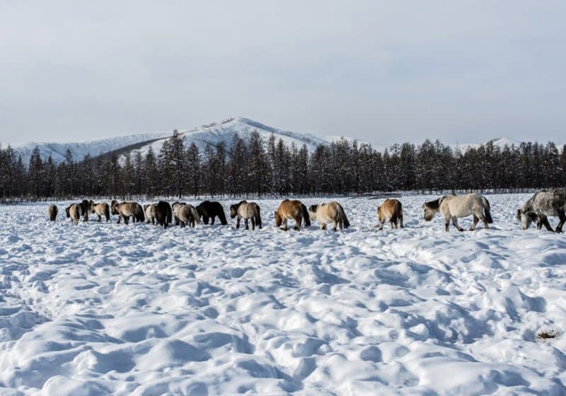 Surprising Cold Front: how they live in Oymyakon – one of the coldest inhabited places on Earth…