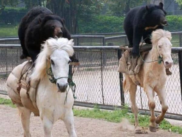 Hilariously bizarre pictures that prove Russia is the weirdest place on Earth