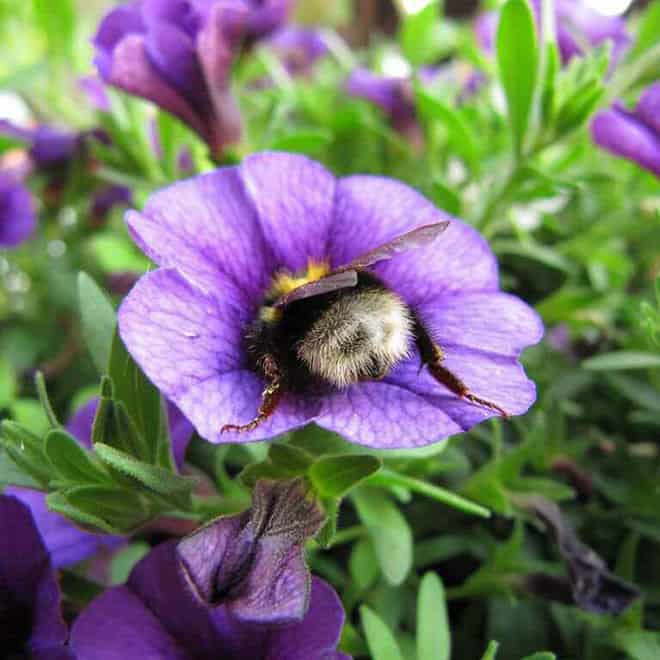 See the World’s Greatest Collection of Bumblebee Butts