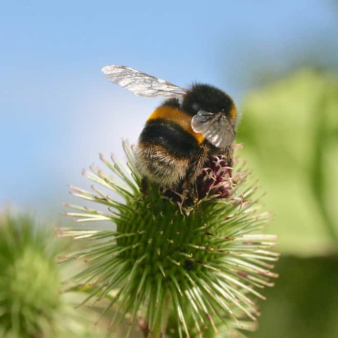 See the World’s Greatest Collection of Bumblebee Butts