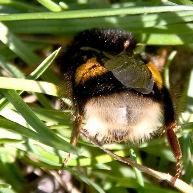 See the World’s Greatest Collection of Bumblebee Butts