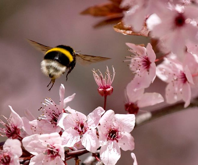 See the World’s Greatest Collection of Bumblebee Butts