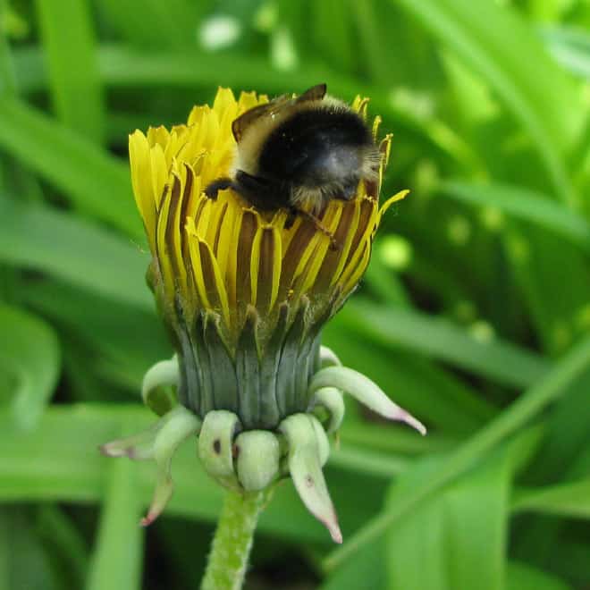 See the World’s Greatest Collection of Bumblebee Butts