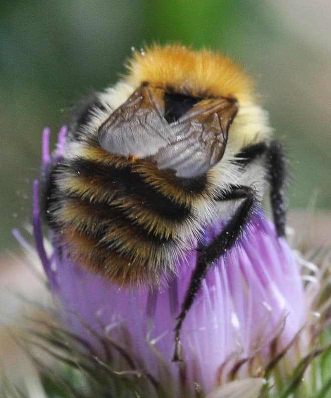 See the World’s Greatest Collection of Bumblebee Butts