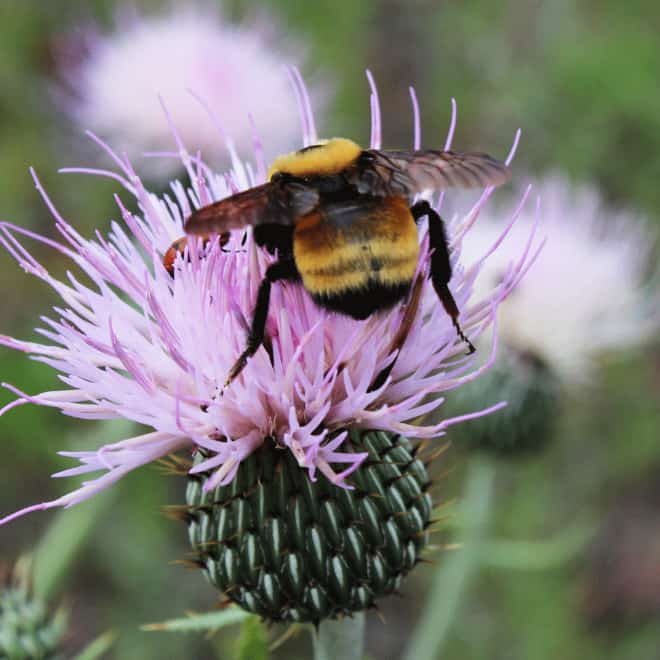 See the World’s Greatest Collection of Bumblebee Butts