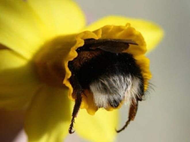 See the World’s Greatest Collection of Bumblebee Butts