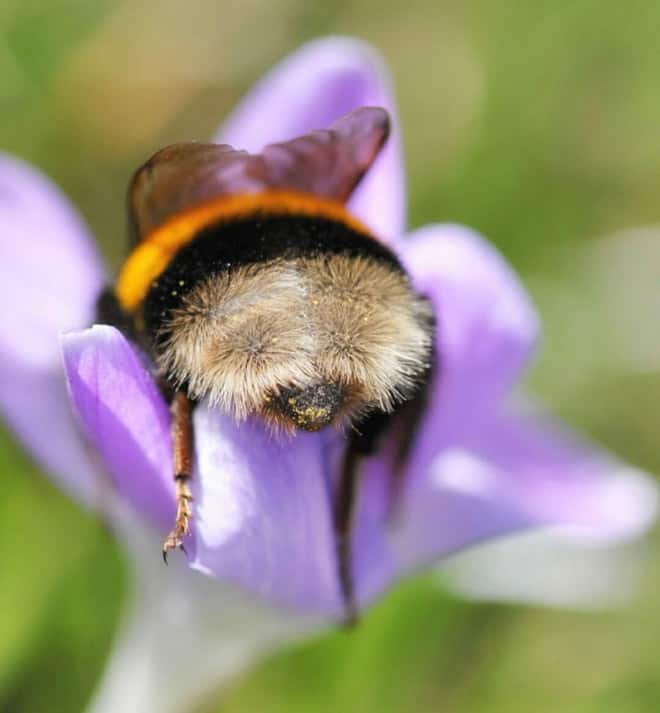 See the World’s Greatest Collection of Bumblebee Butts