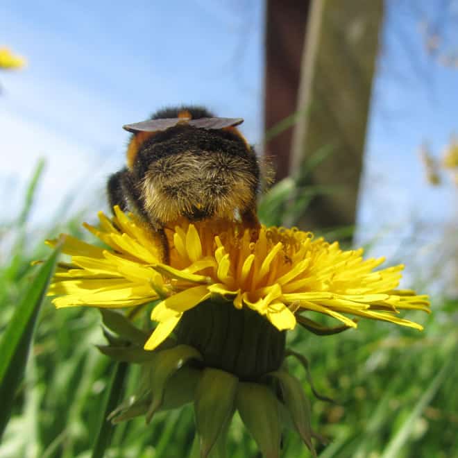 See the World’s Greatest Collection of Bumblebee Butts