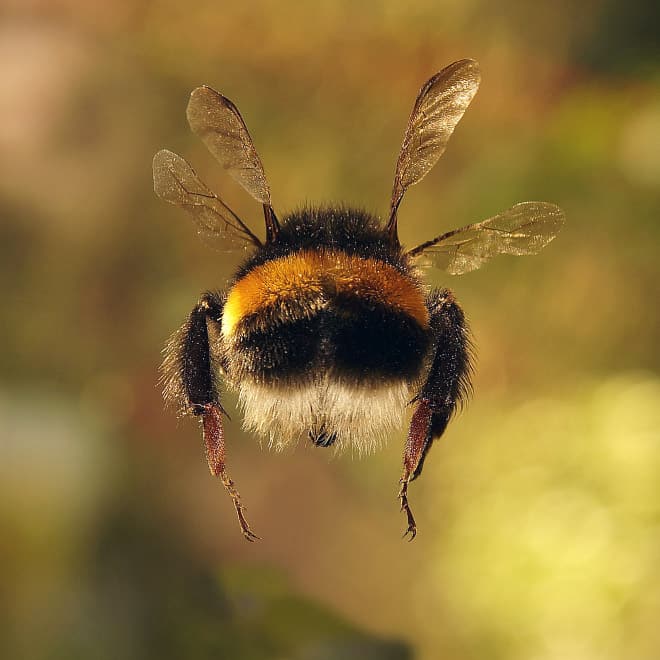 See the World’s Greatest Collection of Bumblebee Butts