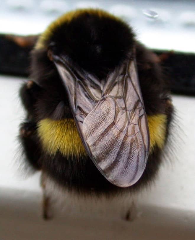 See the World’s Greatest Collection of Bumblebee Butts