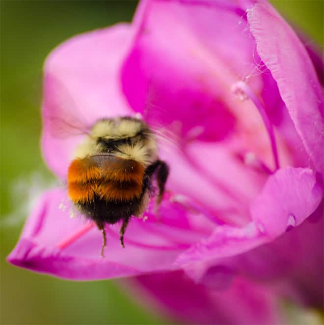 See the World’s Greatest Collection of Bumblebee Butts