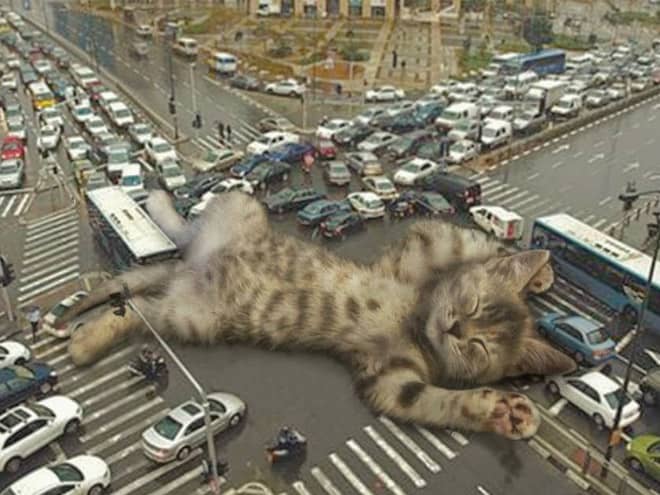 Kings Catzillas by the Artist Fransdita Muafidin In Urban Landscapes