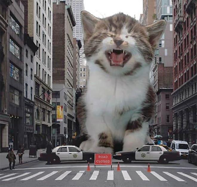 Kings Catzillas by the Artist Fransdita Muafidin In Urban Landscapes