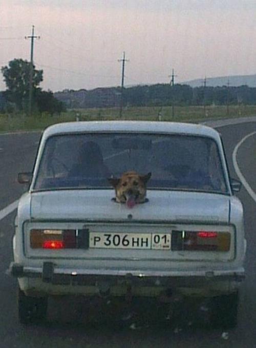 Hilariously bizarre pictures that prove Russia is the weirdest place on Earth