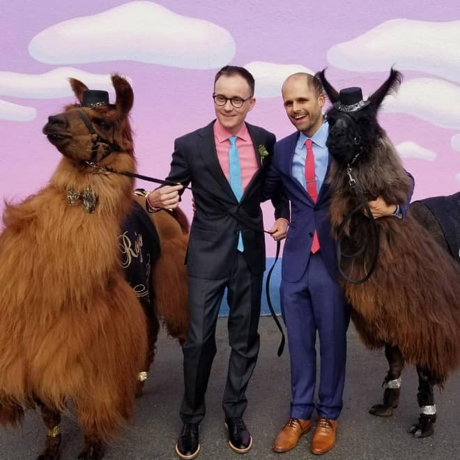 Did You Know That You Can Rent Llamas For Your Wedding?