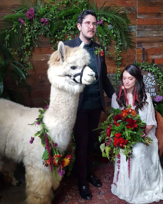 Did You Know That You Can Rent Llamas For Your Wedding?