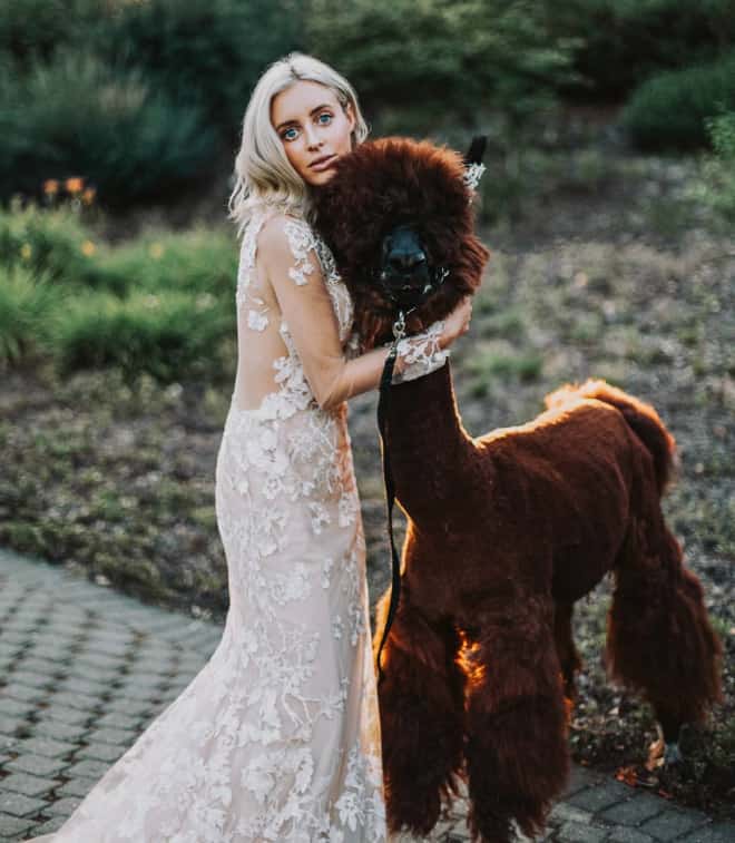 Did You Know That You Can Rent Llamas For Your Wedding?