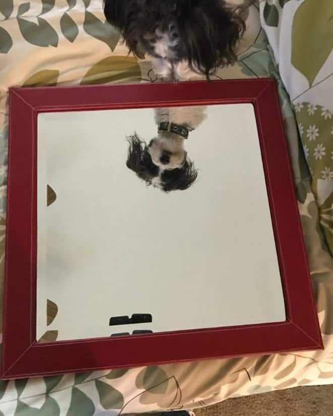 Funny People Offering Mirrors to buy