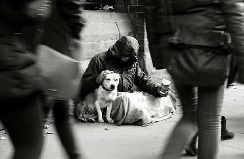 Amazing Animal Heroes! Watch These Incredible Acts of Kindness